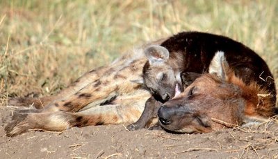 Hyena and young in Masai Mara Game Reserve in Kenya