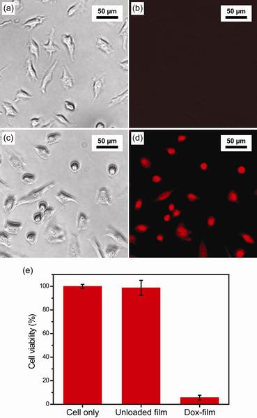 Figure 1. Bright-field and fluorescence images HeLa cancer cells