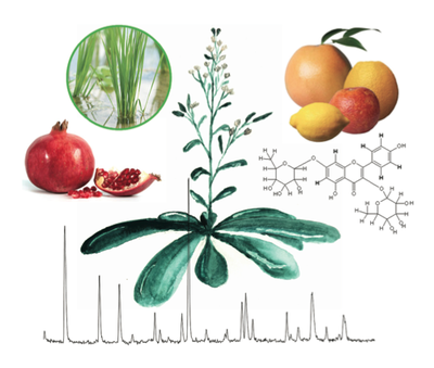 Graphic of plants with Mass spectrogram in background.