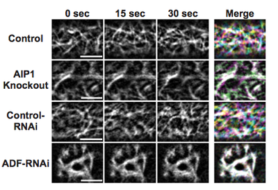 Figure 1. AIP1 and ADF promote in vivo actin dynamics.
