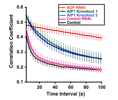 Figure 2. Quantitative Analysis of Actin Dynamics in AIP1 and ADF loss-of-function plants.