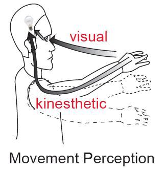 Proposed alignment of the kinesthetic sense of our own movements with our visual perception of biological motion produced by others.