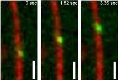 Quantum Dot Labeled Kinesin-1 Walking Along a Microtubule