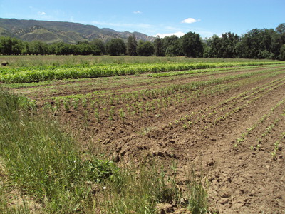 Vegetable crops grown on a diversified organic farm in Yolo County, California