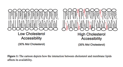 Interaction between cholesterol and membrane lipids