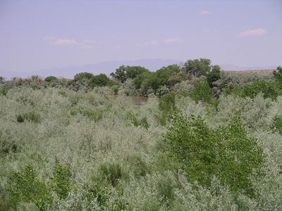 Russian olive (light green), an invasive plant, in the middle Rio Grande riparian zone