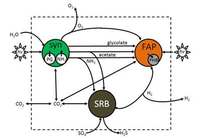 Conceptual model of simple cyanobacterial microbial mat community