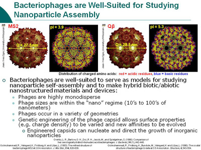 Bacteriophages are well-suited for studying nanoparticle assembly