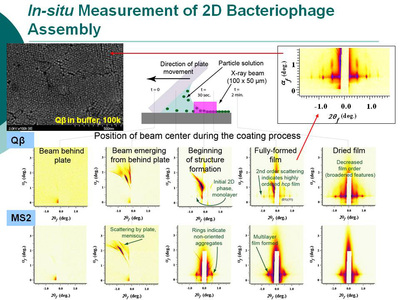 In-situ measurement of 2D Bacteriophage Assembly