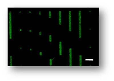 Utilizing micropatterning and microfluidics technology to elucidate receptor-ligand binding kinetic parameters