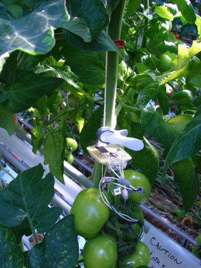 Close up of tomato sensor