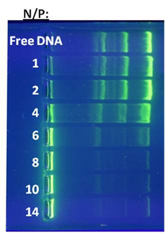 Gel electrophoresis depicting DNA binding at an N/P ratio of 8 for the glutathione-conjugated poly(1-vinylimidazole).
