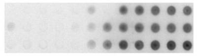 Figure 2. The image shows a representative dot blot assay showing the binding of radioactively labeled RNA target binding to increasing concentration of branched peptide immobilized on nitrocellulose.