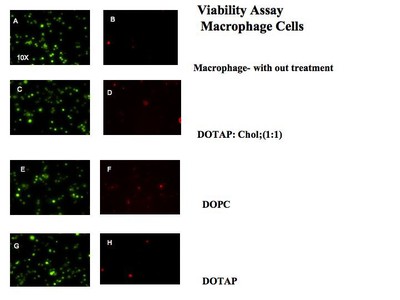 Protocells are Not Toxic to Raw 264.7 Macrophage Cells